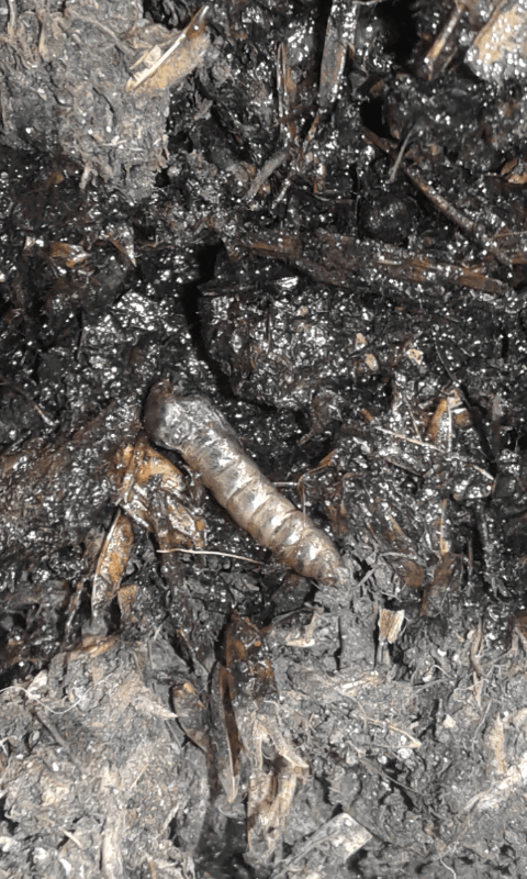 Larve di dittero?  S, pupe di Bibo sp. (Bibionidae).